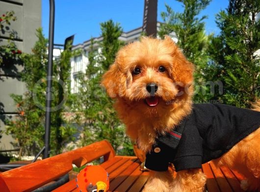 Sevimli Toy Poodle Cinsi Oğlumuz Gogo 4.5 Aylık