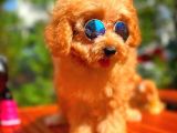 Sevimli Toy Poodle Cinsi Oğlumuz Gogo 4.5 Aylık