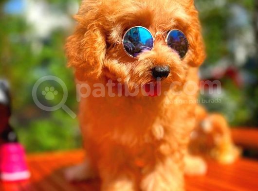 Sevimli Toy Poodle Cinsi Oğlumuz Gogo 4.5 Aylık görsel