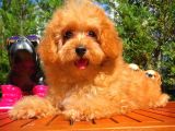Sevimli Toy Poodle Cinsi Oğlumuz Gogo 4.5 Aylık