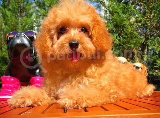 Sevimli Toy Poodle Cinsi Oğlumuz Gogo 4.5 Aylık görsel