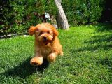 Sevimli Toy Poodle Cinsi Oğlumuz Gogo 4.5 Aylık