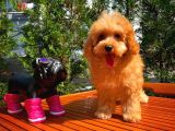 Sevimli Toy Poodle Cinsi Oğlumuz Gogo 4.5 Aylık