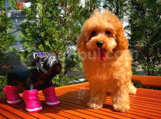 Sevimli Toy Poodle Cinsi Oğlumuz Gogo 4.5 Aylık görsel