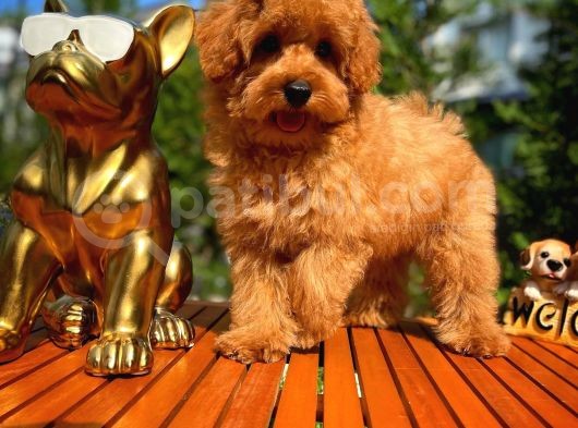 4.5 Aylık Sevimli Erkek Toy Poodle Yavrumuz görsel