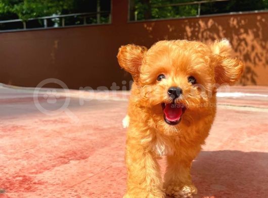Red Brown 3 Aylık Toy Poodle Yavrumuz Alex görsel