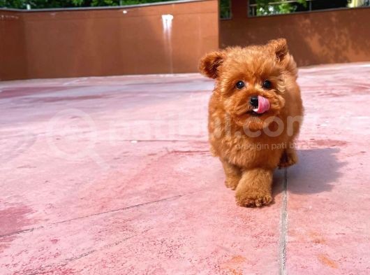 Aa Kalite Toy Poodle  Yavrularımız görsel