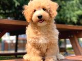 Orijinal Maltipoo Arayanlara