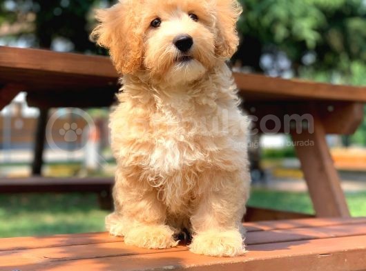 Orijinal Maltipoo Arayanlara