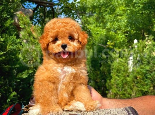 Red Brown 3 Aylık Toy Poodle Yavrumuz Alex