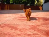 Aa Kalite Toy Poodle  Yavrularımız