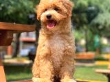 Irkının En İyisi Safkan Maltipoo Yavrularımız