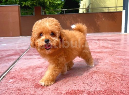 Red Brown 3 Aylık Toy Poodle Yavrumuz Alex görsel