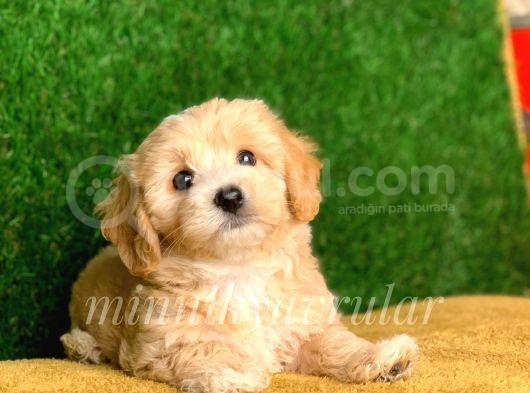 Kendi Üretimimiz Safkan Maltipoo Yavrular