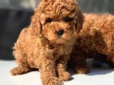 Toy Poodle Yavrular