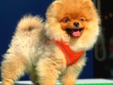 Pomeranian Yavrumuz Gelmiştir