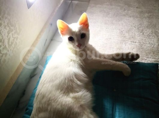 4 Aylık Bembeyaz Van Kedisi görsel