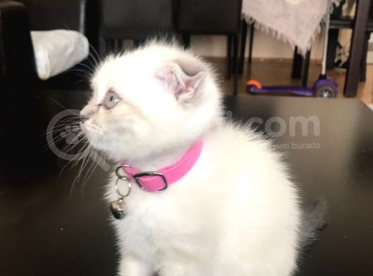 Scottish Fold Yavrular Beyaz Mavi Gözlü görsel