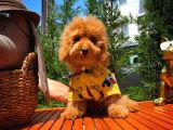 Orijinal Renk Safkan Brown Toy Poodle Oğlumuz Badem