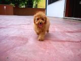 Orijinal Renk Safkan Brown Toy Poodle Oğlumuz Badem