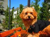 Orijinal Renk Safkan Red Brown Toy Poodle Oğlumuz Browni