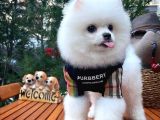 Küt Burun Kare Surat Yarışma Adayı Safkan Boo Pomeranian