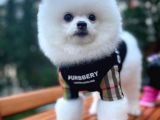 Küt Burun Kare Surat Yarışma Adayı Safkan Boo Pomeranian