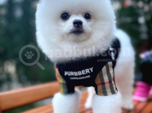Küt Burun Kare Surat Yarışma Adayı Safkan Boo Pomeranian görsel