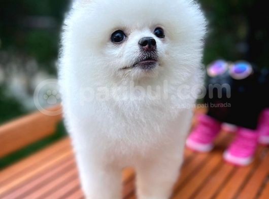 Küt Burun Kare Surat Yarışma Adayı Safkan Boo Pomeranian görsel