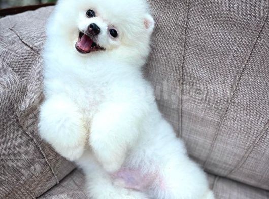 Küt Burun Kare Surat Yarışma Adayı Safkan Boo Pomeranian görsel