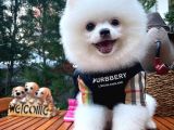 Küt Burun Kare Surat Yarışma Adayı Safkan Boo Pomeranian