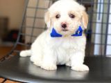 Yavru Maltese Terrier