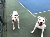 20.06.2021 Doğumlu Safkan Dogo Argentino