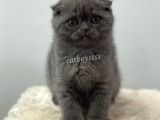 Blue Scottish Fold Dişi Yavrumuz