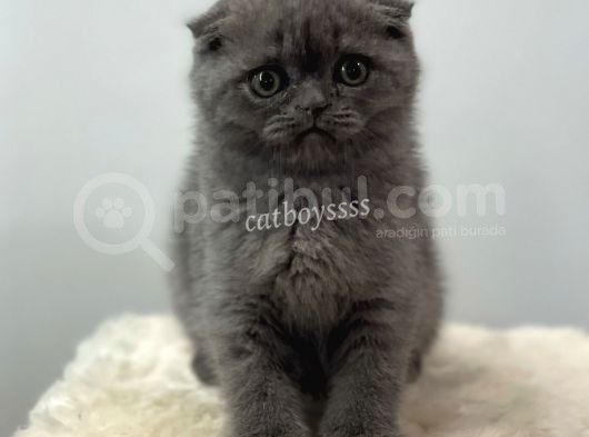 Blue Scottish Fold Dişi Yavrumuz görsel