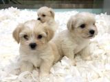 Maltipoo Bebekler