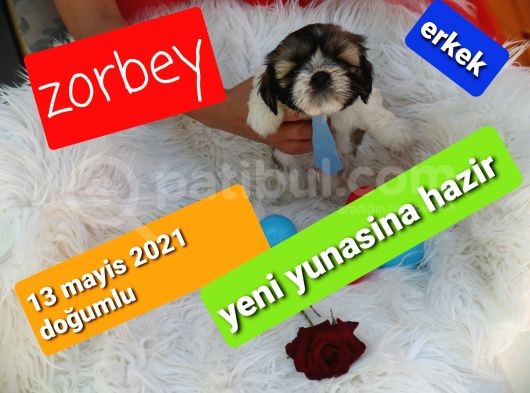 Shih Tzu Sevimli Patiler görsel