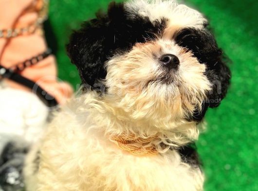 2.5 Aylık Erkek Maltipoo Yavrumuz görsel