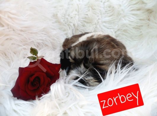 Shih Tzu Sevimli Patiler görsel