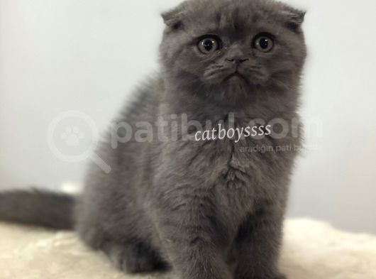 Blue Scottish Fold Dişi Yavrumuz