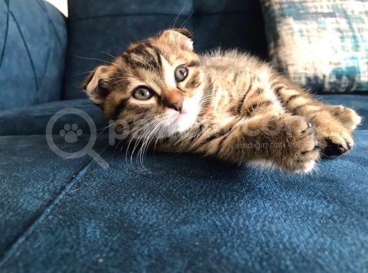 Nadir Black Ve Tabby Scottish Fold Yavru