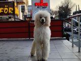 Dev Standart Poodle Yavrular