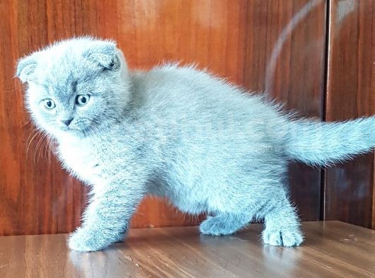 Scottish Fold Yavrular görsel