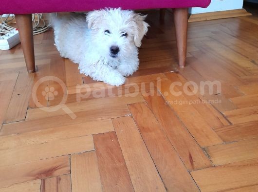 Maltipoo  Yavru