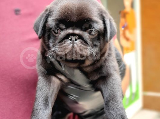 Siyah Erkek Pug Yavrularımız görsel