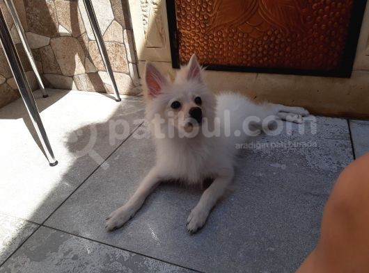 Minyatür Alman Spitz görsel