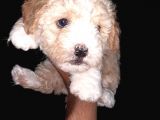 Maltipoo Kalitesinde Terrier Bebekler