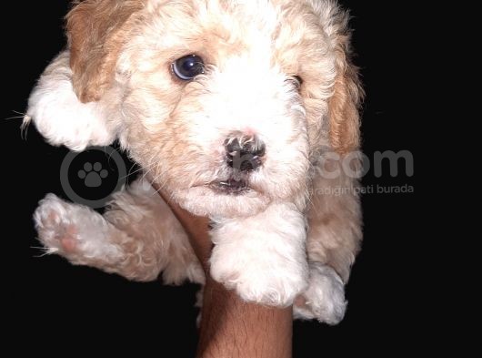 Maltipoo Kalitesinde Terrier Bebekler görsel