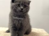 Scottish Fold Blue Dişi Yavrumuz