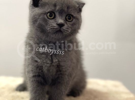 Scottish Fold Blue Dişi Yavrumuz görsel